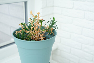Wilted flower in a pot on the windowsill. Concept of aging, fading. Caring for house plants, diseases.