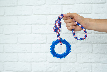 Man hand holding a blue puppy ring toy for teeth with knot tugger. Best dog toys for training and education, and scratching on white background, copy space