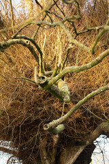 Twisted Lime tree branch with overgrowth