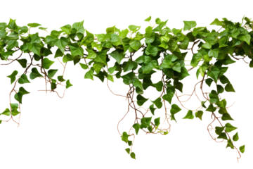 Bright green ivy extending down a white brick wall, isolated on a white background.