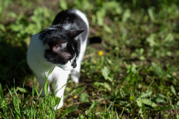 Black and white cat exploring the grass outdoors in the sunlight.