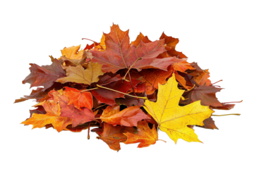 Bunte Ahornblätter auf einem Laubhaufen, transparenter Hintergrund 