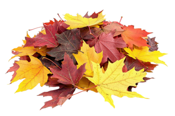 Bunte Ahornblätter auf einem Laubhaufen, transparenter Hintergrund 