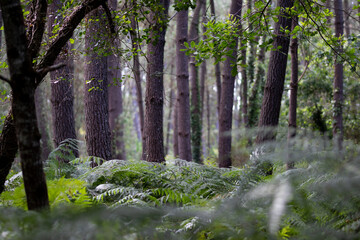 forêt des Landes