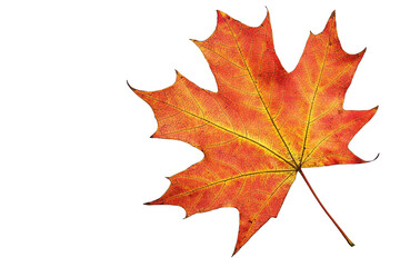 Obraz premium Ein vom Herbst orange verfärbtes Ahornblatt, transparenter Hintergrund 