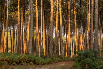 forêt des Landes