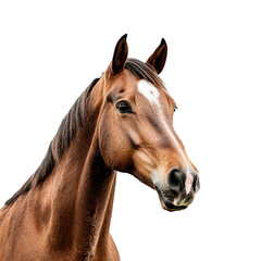 Obraz premium Porträt von einem braunen Pferd, transparenter Hintergrund 