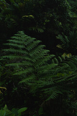 A deep evergreen rainforest, jungle, foliage, tropical wild forest, greenery canopy view, a top view or close up of tree in penang hill, concept of ecology, Earth day, biodiversity, mystery background