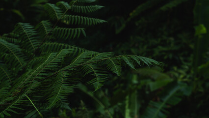 A deep evergreen rainforest, jungle, foliage, tropical wild forest, greenery canopy view, a top view or close up of tree in penang hill, concept of ecology, Earth day, biodiversity, mystery background
