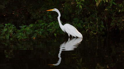 great white heron