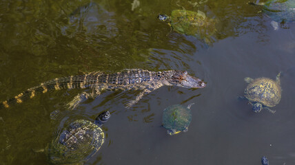 Alligator in lake