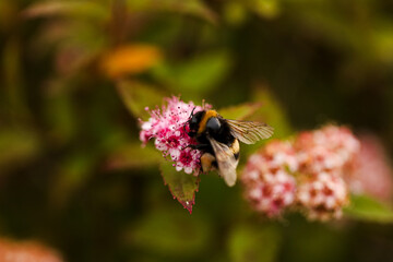 A bumblebee collects pollen on flowers.