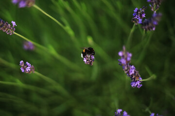 A bumblebee collects pollen on flowers.