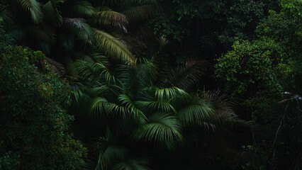 A deep evergreen rainforest, jungle, foliage, tropical wild forest, greenery canopy view, a top view or close up of tree in penang hill, concept of ecology, Earth day, biodiversity, mystery background