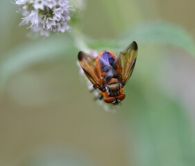 Schwebfliege