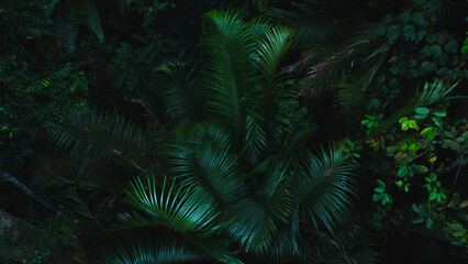 A deep evergreen rainforest, jungle, foliage, tropical wild forest, greenery canopy view, a top view or close up of tree in penang hill, concept of ecology, Earth day, biodiversity, mystery background