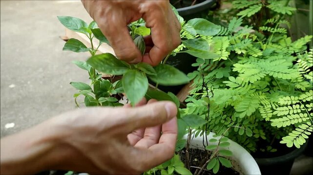 Hand Picking Holy Basil Leaves from Potted Plant for Cooking