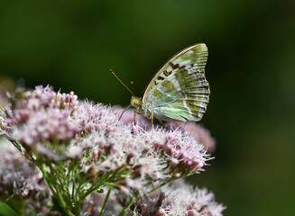 Weiblicher Admiral