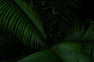 A deep evergreen rainforest, jungle, foliage, tropical wild forest, greenery canopy view, a top view or close up of tree in penang hill, concept of ecology, Earth day, biodiversity, mystery background