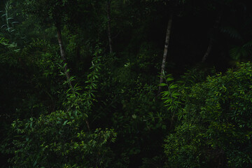 Fototapeta premium A deep evergreen rainforest, jungle, foliage, tropical wild forest, greenery canopy view, a top view or close up of tree in penang hill, concept of ecology, Earth day, biodiversity, mystery background