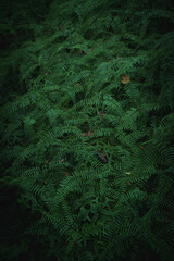 A deep evergreen rainforest, jungle, foliage, tropical wild forest, greenery canopy view, a top view or close up of tree in penang hill, concept of ecology, Earth day, biodiversity, mystery background