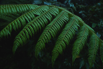A deep evergreen rainforest, jungle, foliage, tropical wild forest, greenery canopy view, a top view or close up of tree in penang hill, concept of ecology, Earth day, biodiversity, mystery background