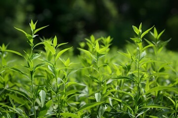 Lush Green Plants in Sunlight Showcasing Nature's Beauty