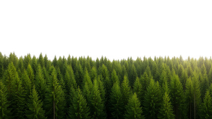Fototapeta premium dense pine green forest isolated on transparent background