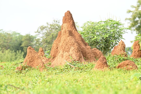 Snake Anthill in field. snake burrow or snake house made by red soil in Indian forest. Ant hill or snake house in the forest. Makes it a termite, but a snake lives in it.