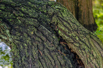arboles, raices de arbol, camecuaro, michoacan, naturaleza, agua, Lago de Camécuaro, parque nacional, mexico, paisaje, textura