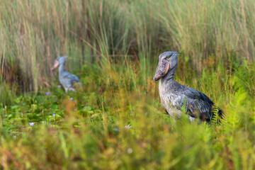 Sumpflandschaft mit zwei Schuhschnabel Störchen am Victoria See