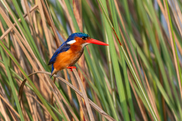 Malachite kingfisher (corythornis cristatus) im Schilf sitzend