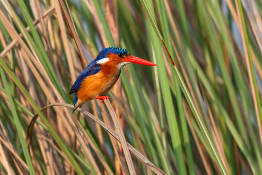 Malachite kingfisher (corythornis cristatus) im Schilf sitzend