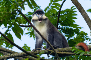 Kongo-Weißnasenmeerkatze (Cercopithecus ascanius)