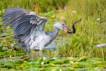 Schuhschnabel mit Lungenfisch im Schnabel am Victoria See in Uganda