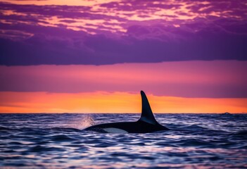 Naklejka premium majestic orca fins gracefully cutting through rolling sea swells under dusk sky, ocean, waves, marine, water, animal, creature, mammal, predator, beauty