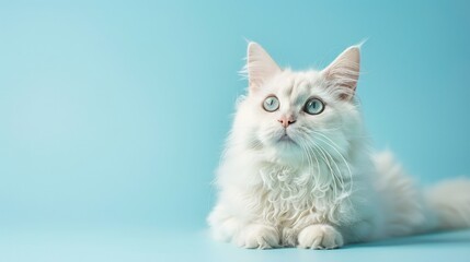 Fototapeta premium A curly-coated Selkirk Rex cat on a serene light blue backdrop, offering a peaceful scene with ample copy space for text or design.