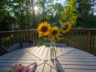 Yellow sunflowers blooming in field