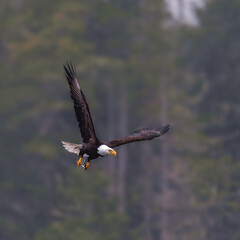 Bald Eagle Fishing