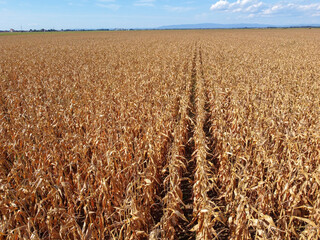 Corn grows in the field, aerial drone view. Dried corn stalks. Corn ready for harvest.