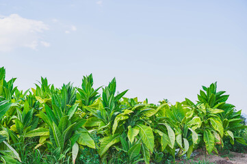 夏のタバコ畑