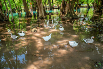 arboles, raices de arbol, camecuaro, michoacan, naturaleza, agua, Lago de Camécuaro, parque...