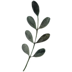 Branch with green leaves illustration. Watercolor isolated on transparent background.