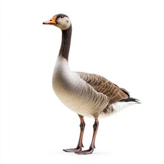 Obraz premium An isolated full body portrait of a goose on a transparent background