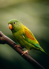 Bird sitting in a tree in Costa Rica