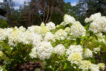Piękne białe hortensje w parku. Beautiful white hydrangeas in the park. © 123108 Aneta