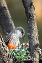 A Pyrocephalus Rubinus bird caring for and feeding its young in a nest, captured outdoors in a forest