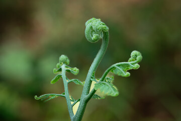 forest fern which is found in grassy areas in pine forests