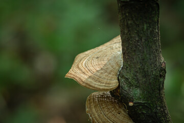 Daedaleopsis confragosa fungus, which grows on dead tree trunks in a forest