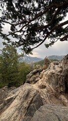 pine tree in the mountains